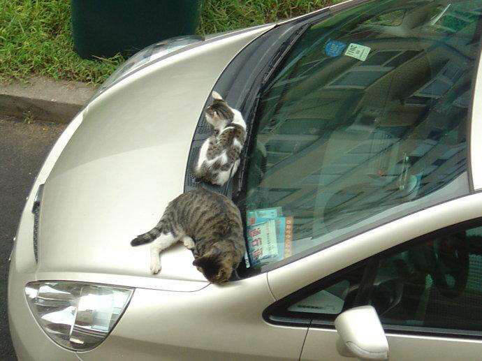 小动物在车上